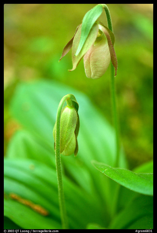 Yellow lady slippers close-up, Tennessee. Great Smoky Mountains National Park, USA.