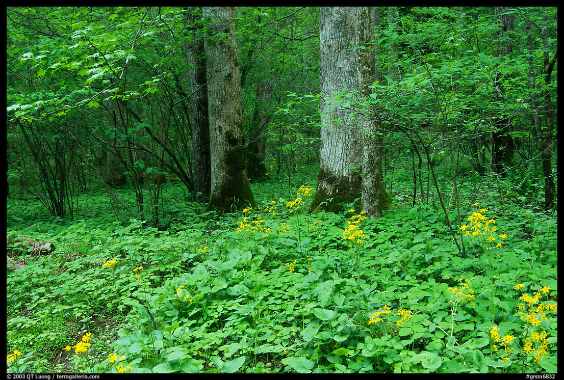 Yellow flowers on forest floor, Greenbrier, Tennessee. Great Smoky Mountains National Park, USA.