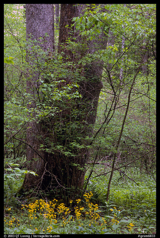 Tree trunks and yellow flowers, Greenbrier, Tennessee. Great Smoky Mountains National Park, USA.