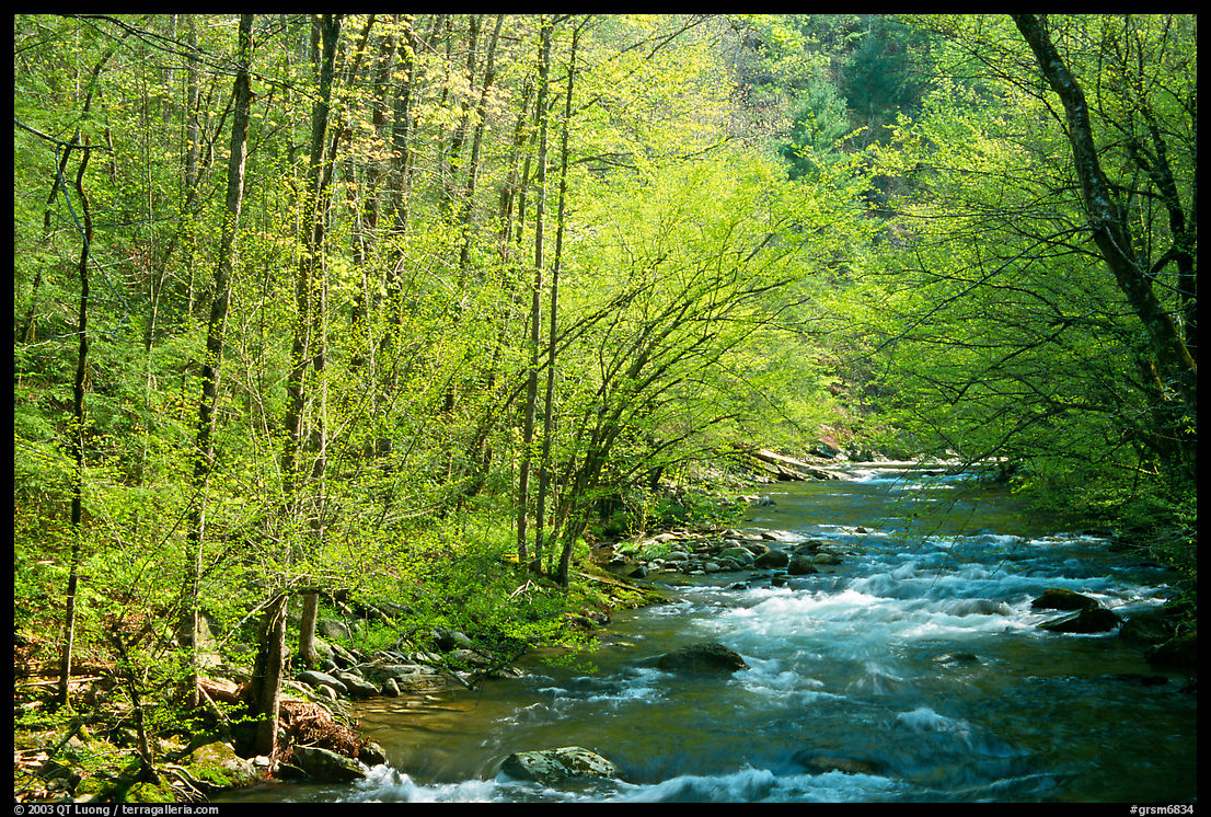 Middle Prong of the Little River in the sun, Tennessee. Great Smoky Mountains National Park, USA.