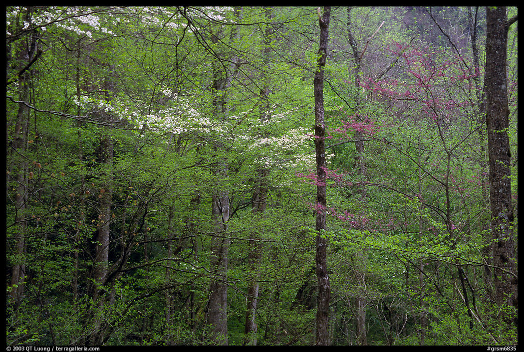 Blooming Dogwood and redbud trees in forest, Tennessee. Great Smoky Mountains National Park, USA.