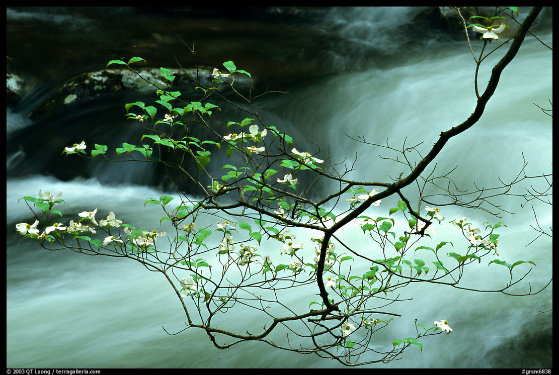 Dogwood branch with white blossoms and flowing stream, Treemont, Tennessee. Great Smoky Mountains National Park, USA.