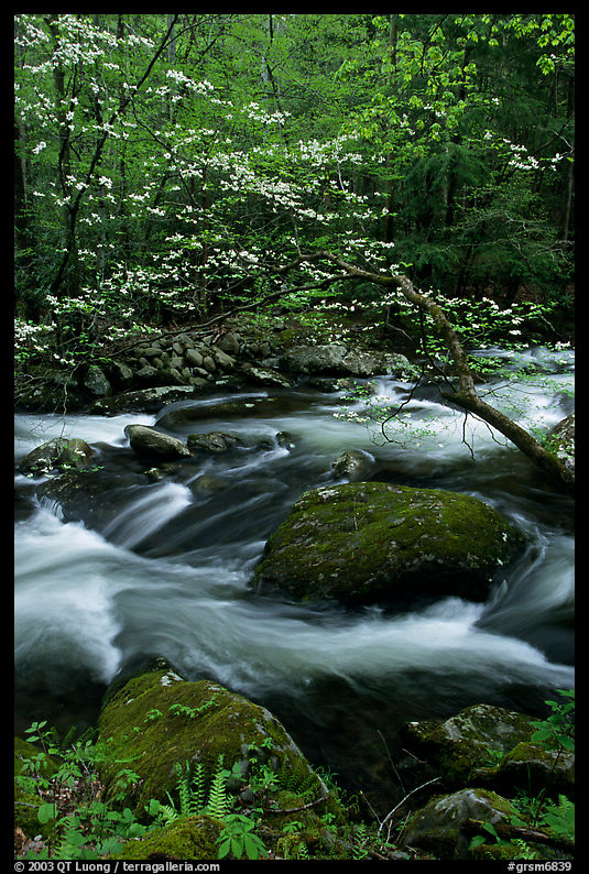 Blooming dogwood and stream flowing over boulders, Middle Prong of the Little River, Tennessee. Great Smoky Mountains National Park, USA.