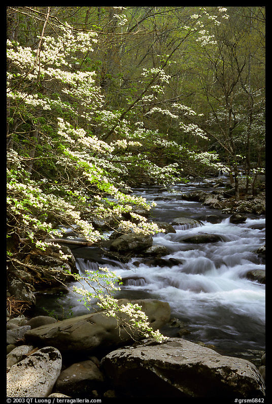 Blooming dogwoods along the Middle Prong of the Little River, Tennessee. Great Smoky Mountains National Park, USA.