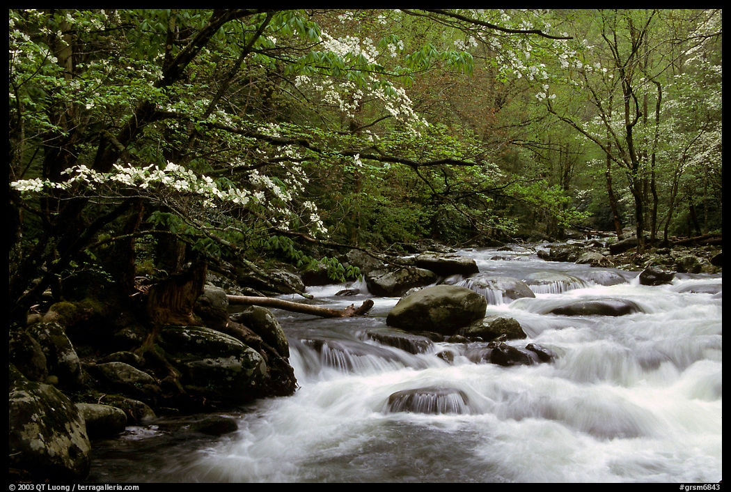 Dogwoods overhanging river with cascades, Treemont, Tennessee. Great Smoky Mountains National Park, USA.