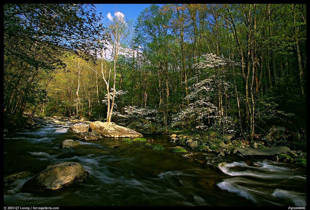 River and dogwoods, late afternoon sun, Middle Prong of the Little River, Tennessee. Great Smoky Mountains National Park, USA.