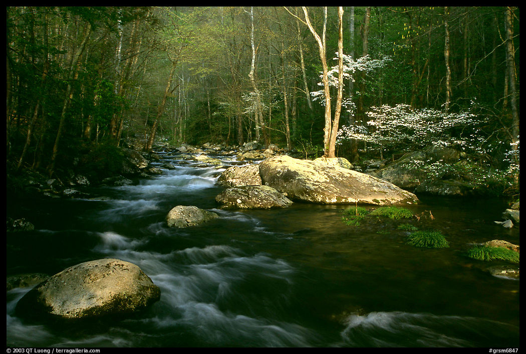 Blossoming Dogwoods, late afternoon sun, Middle Prong of the Little River, Tennessee. Great Smoky Mountains National Park, USA.