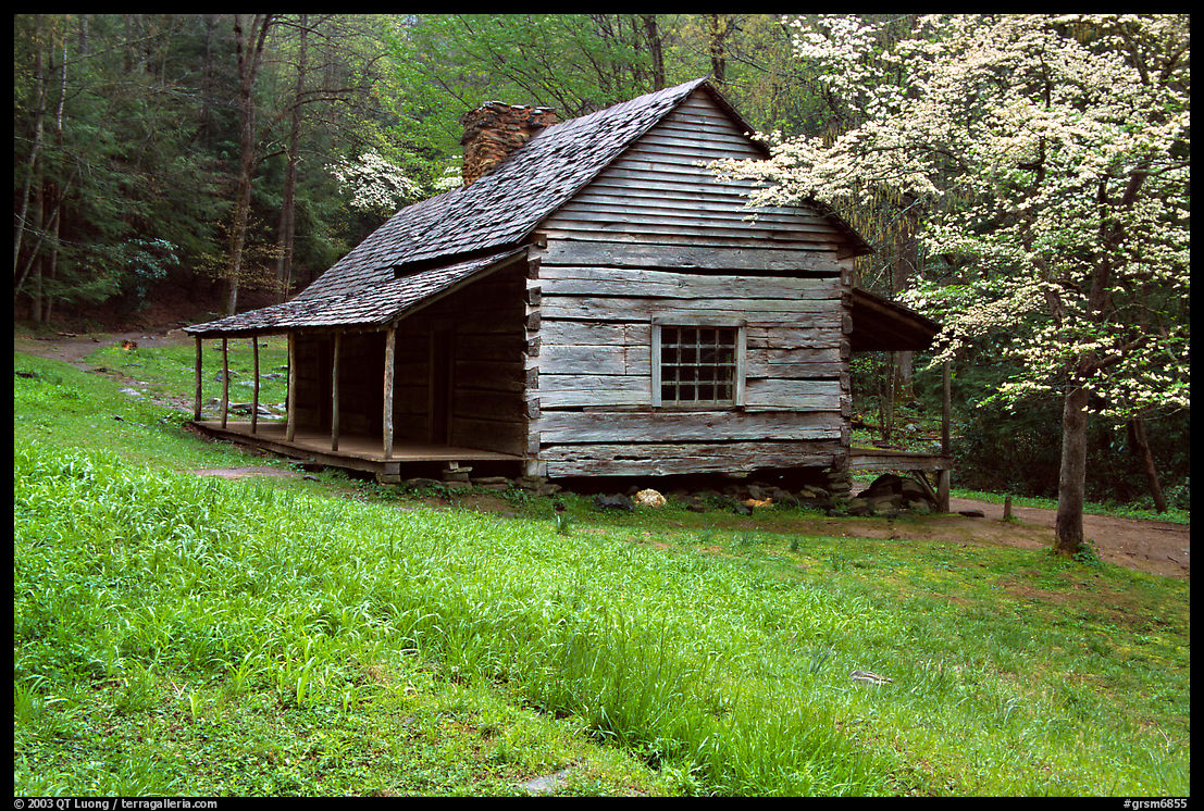 Noah Ogle Farm and dogwood tree in bloom, Tennessee. Great Smoky Mountains National Park, USA.