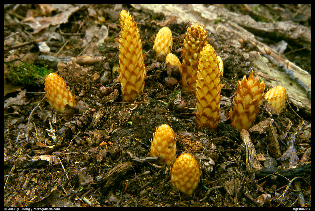 Squaw root (Conopholis americana), Tennessee. Great Smoky Mountains National Park, USA.