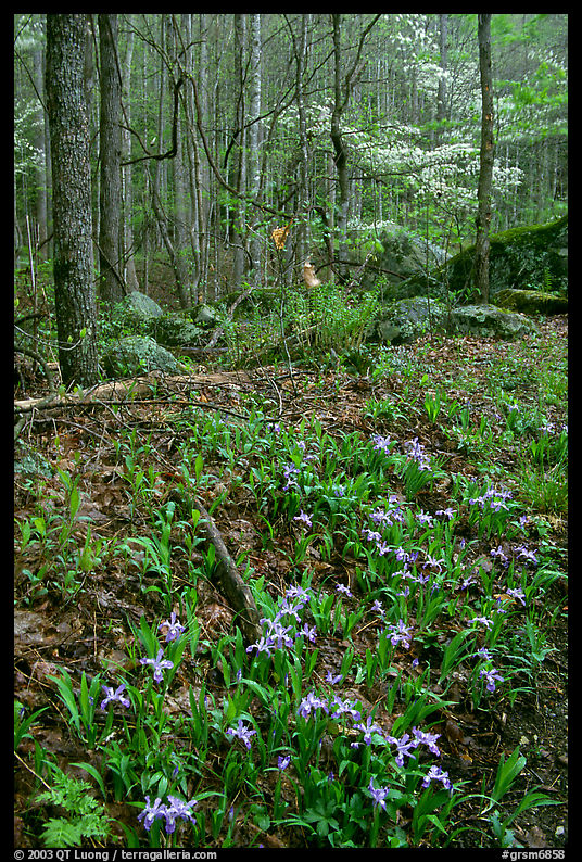Crested Dwarf Irises in Forest, Roaring Fork, Tennessee. Great Smoky Mountains National Park, USA.