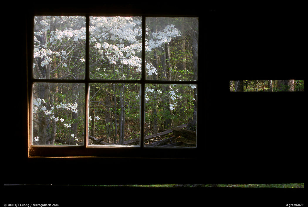 Dogwood blossoms seen from inside log cabin of Jim Bales, Tennessee. Great Smoky Mountains National Park, USA.