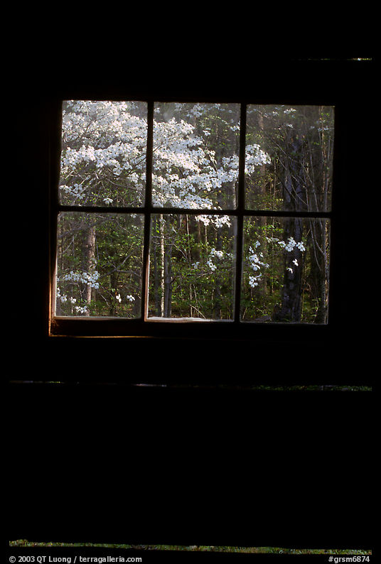 Dogwood blooms seen from the window of Jim Bales cabin, Tennessee. Great Smoky Mountains National Park, USA.