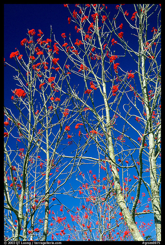 Mountain Ash berries againstblue sky, North Carolina. Great Smoky Mountains National Park, USA.