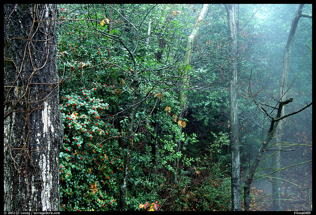 Steam rising in forest. Hot Springs  National Park, Arkansas, USA.