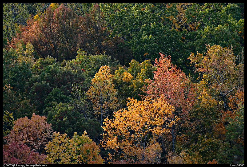 Trees in fall color on hillside. Hot Springs  National Park, Arkansas, USA.
