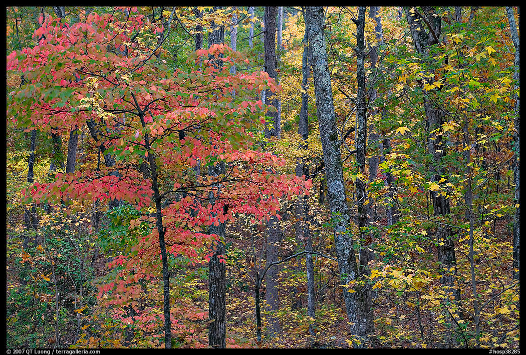 Trees in fall colors, West Mountain. Hot Springs  National Park, Arkansas, USA.