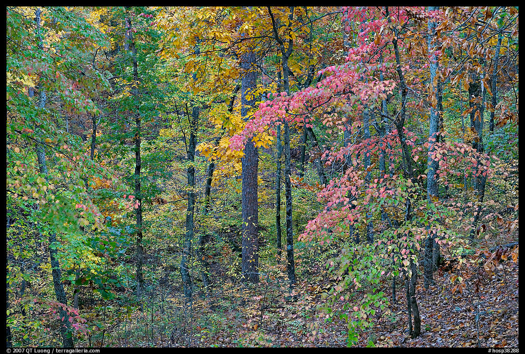 Forest in fall colors, West Mountain. Hot Springs  National Park, Arkansas, USA.