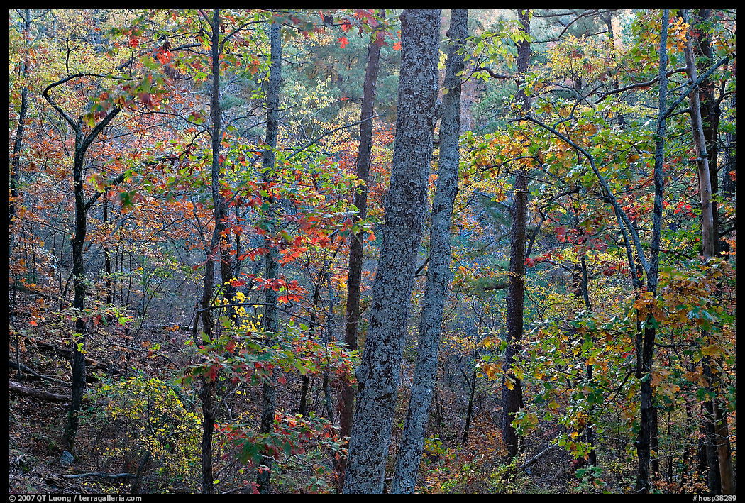 Forest in autumn colors, West Mountain. Hot Springs  National Park, Arkansas, USA.