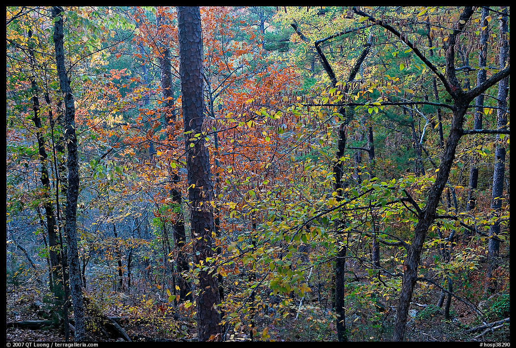 Deciduous trees in fall colors, West Mountain. Hot Springs  National Park, Arkansas, USA.