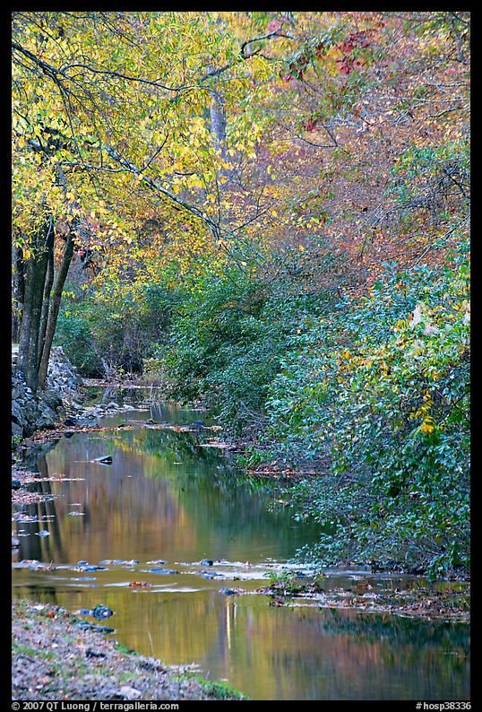Stream and trees in fall colors, Gulpha Gorge. Hot Springs  National Park, Arkansas, USA.