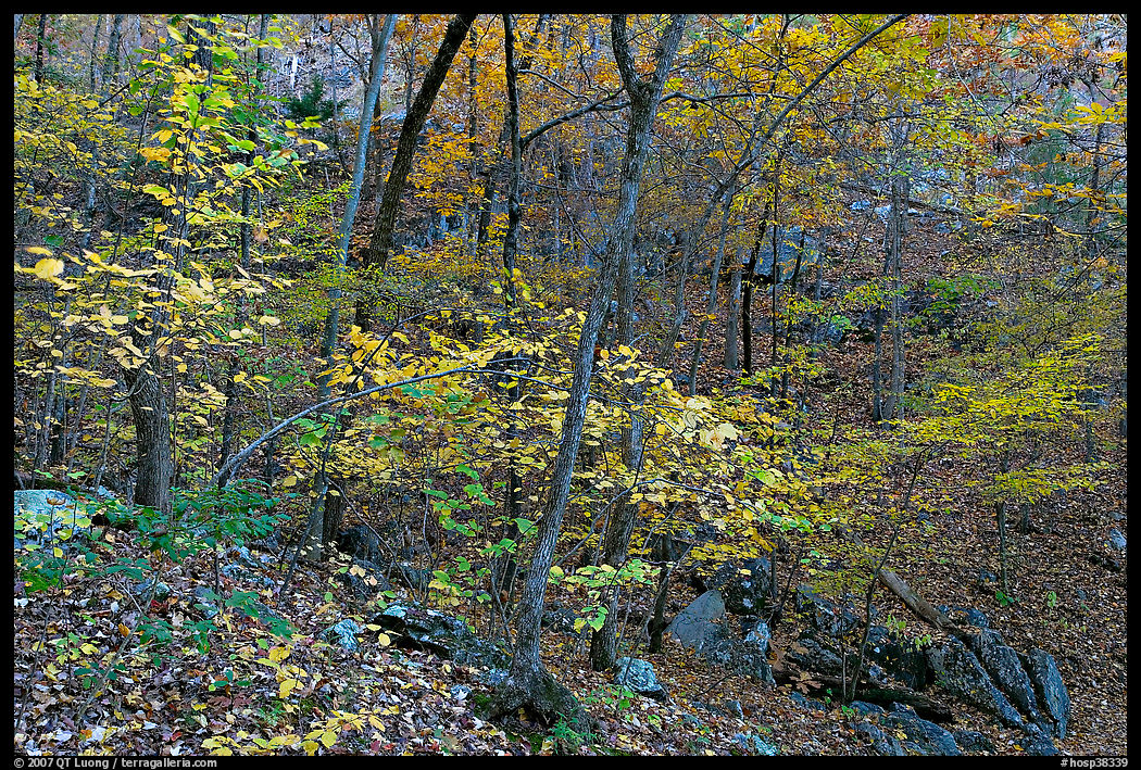 Trees in fall foliage, Gulpha Gorge. Hot Springs  National Park, Arkansas, USA.