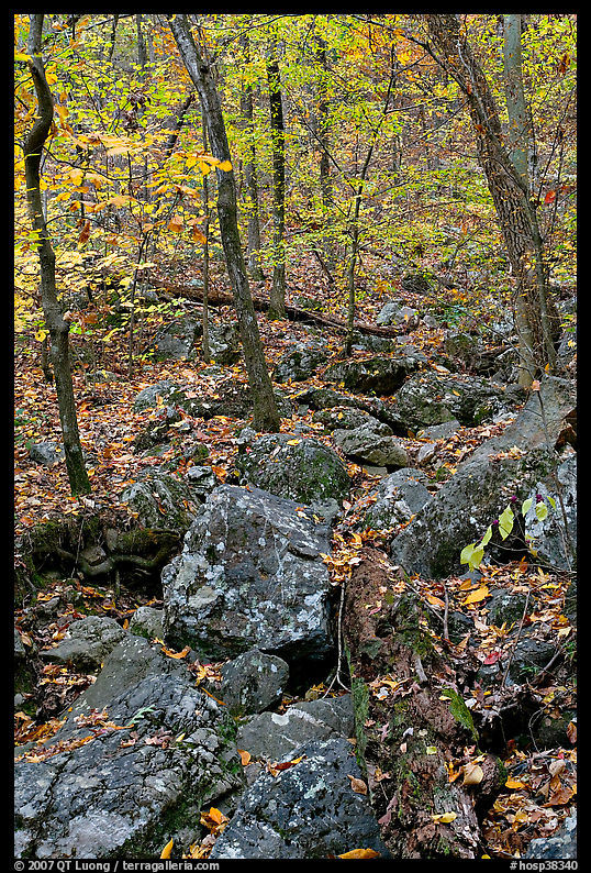 Boulders and trees in fall foliage, Gulpha Gorge. Hot Springs  National Park, Arkansas, USA.