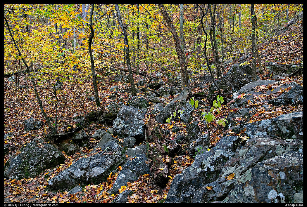 Boulders and trees in fall colors, Gulpha Gorge. Hot Springs  National Park, Arkansas, USA.