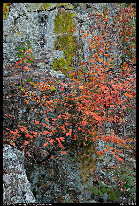 Shrub with red leaves, and moss-covered rock, Gulpha Gorge. Hot Springs  National Park
