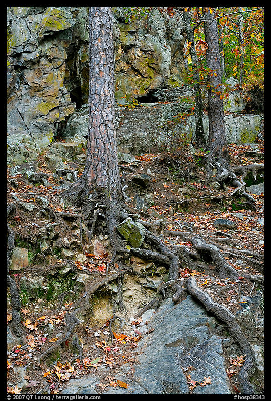 Roots and trees in forest, Gulpha Gorge. Hot Springs  National Park, Arkansas, USA.