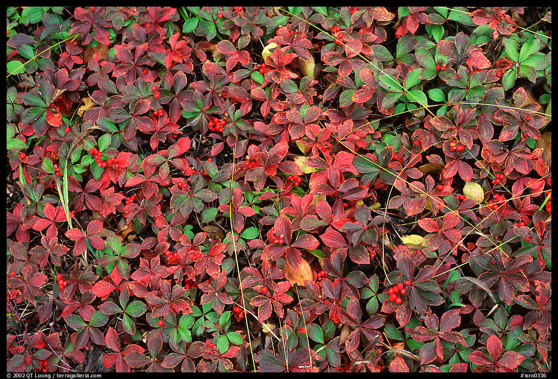 Forest floor detail with berry leaves. Isle Royale National Park, Michigan, USA.