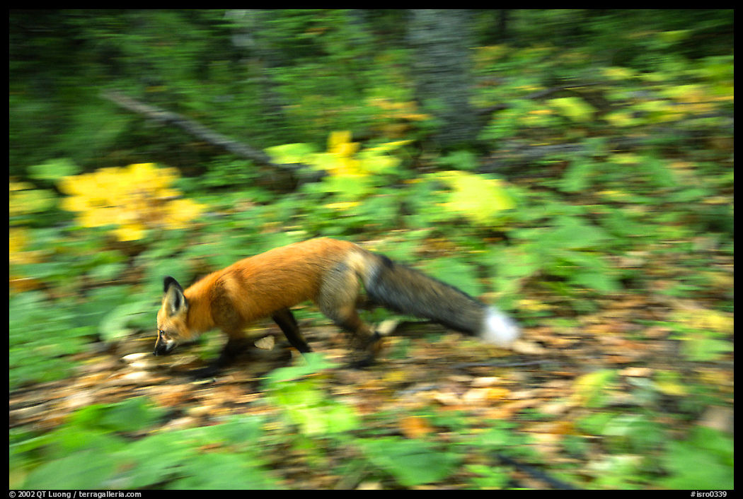 Red fox. Isle Royale National Park