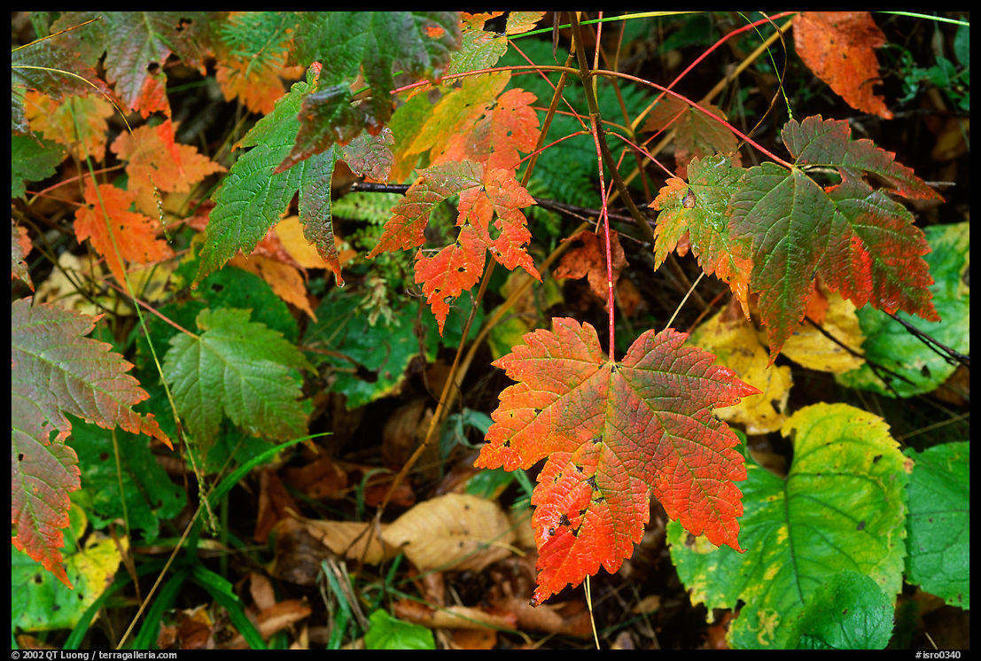 Maple leaves on forest floor. Isle Royale National Park, Michigan, USA.
