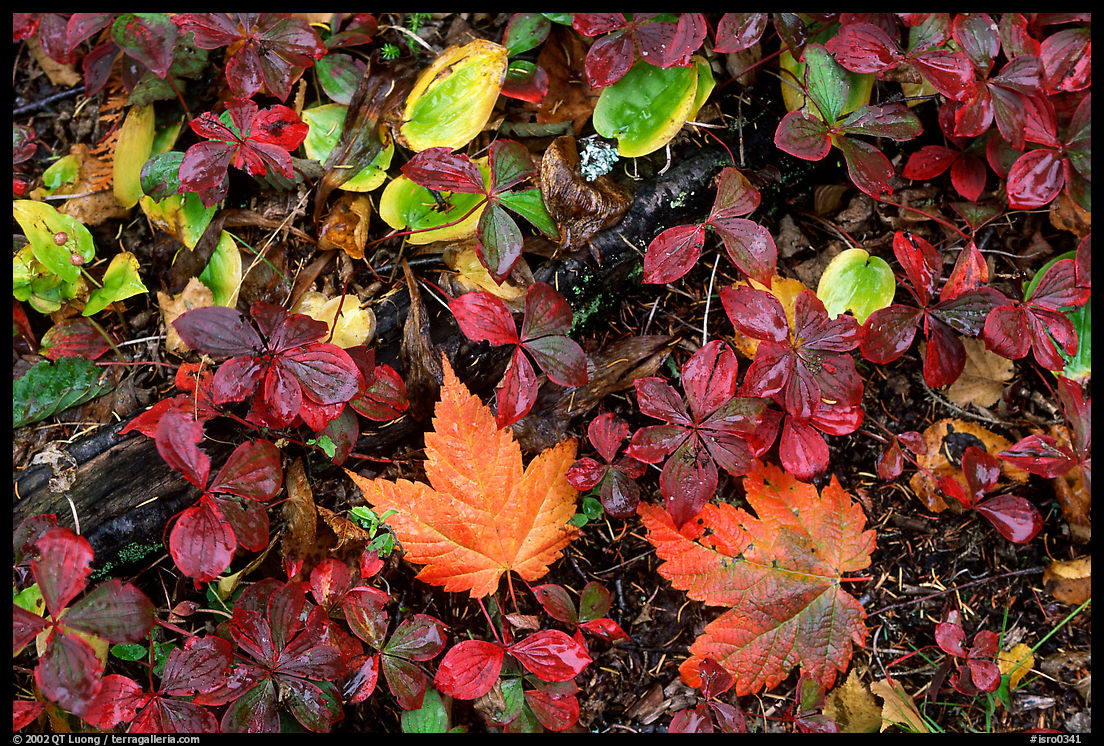 Forest floor detail in autumn. Isle Royale National Park, Michigan, USA.