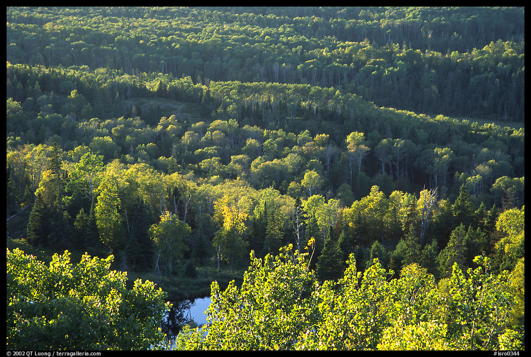 Forest seen  from Mount Franklin. Isle Royale National Park, Michigan, USA.