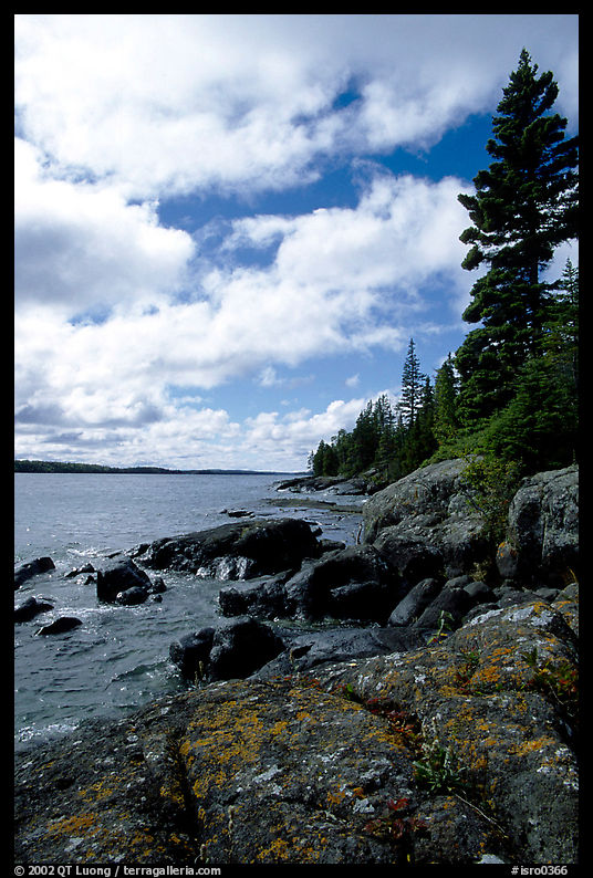 Tree, slabs, and oastine on the Stoll trail. Isle Royale National Park, Michigan, USA.