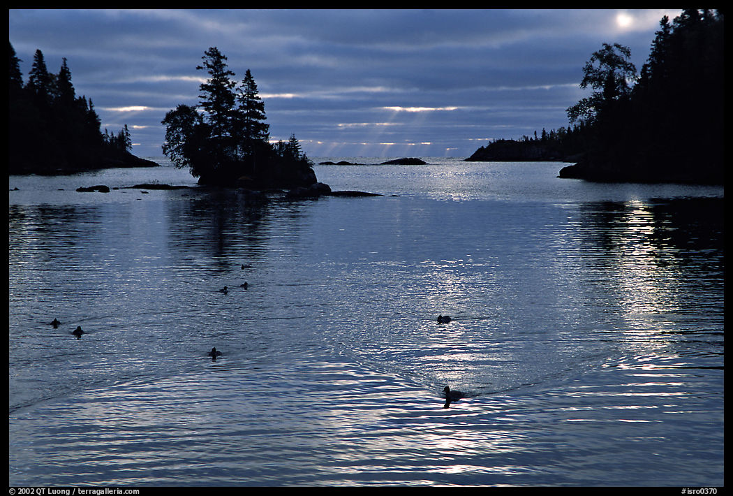Loons, early morning on Chippewa harbor. Isle Royale National Park, Michigan, USA.