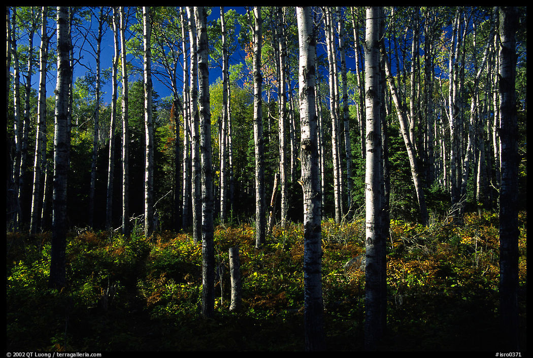 Birch trees near Mt Franklin trail. Isle Royale National Park