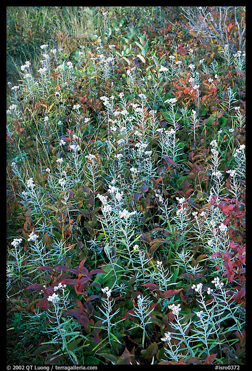 Meadow close-up. Isle Royale National Park, Michigan, USA.