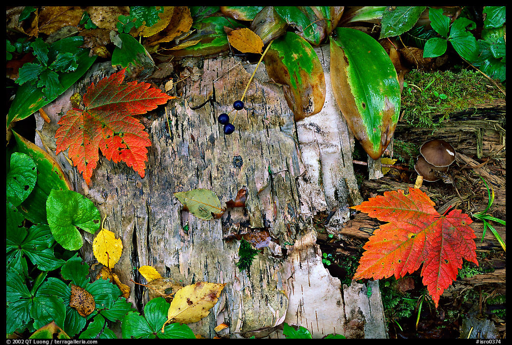 Maple leaves and weathered wood. Isle Royale National Park
