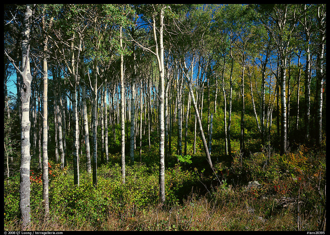 Sunny birch forest. Isle Royale National Park, Michigan, USA.