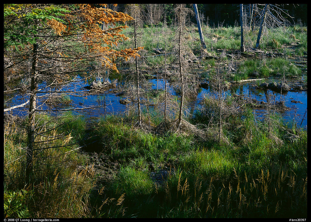 Beaver pond. Isle Royale National Park, Michigan, USA.