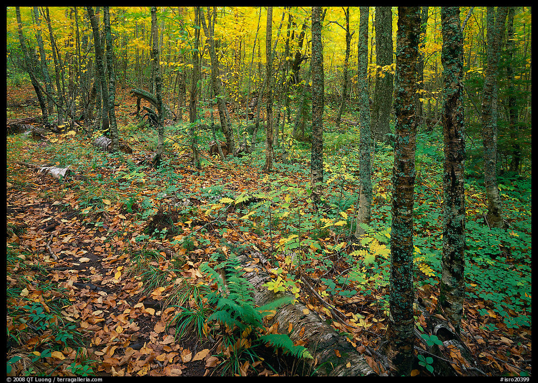 Forest in fall, Windego. Isle Royale National Park