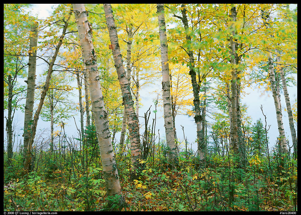 Birch trees in autum with branches blurred by wind. Isle Royale National Park, Michigan, USA.