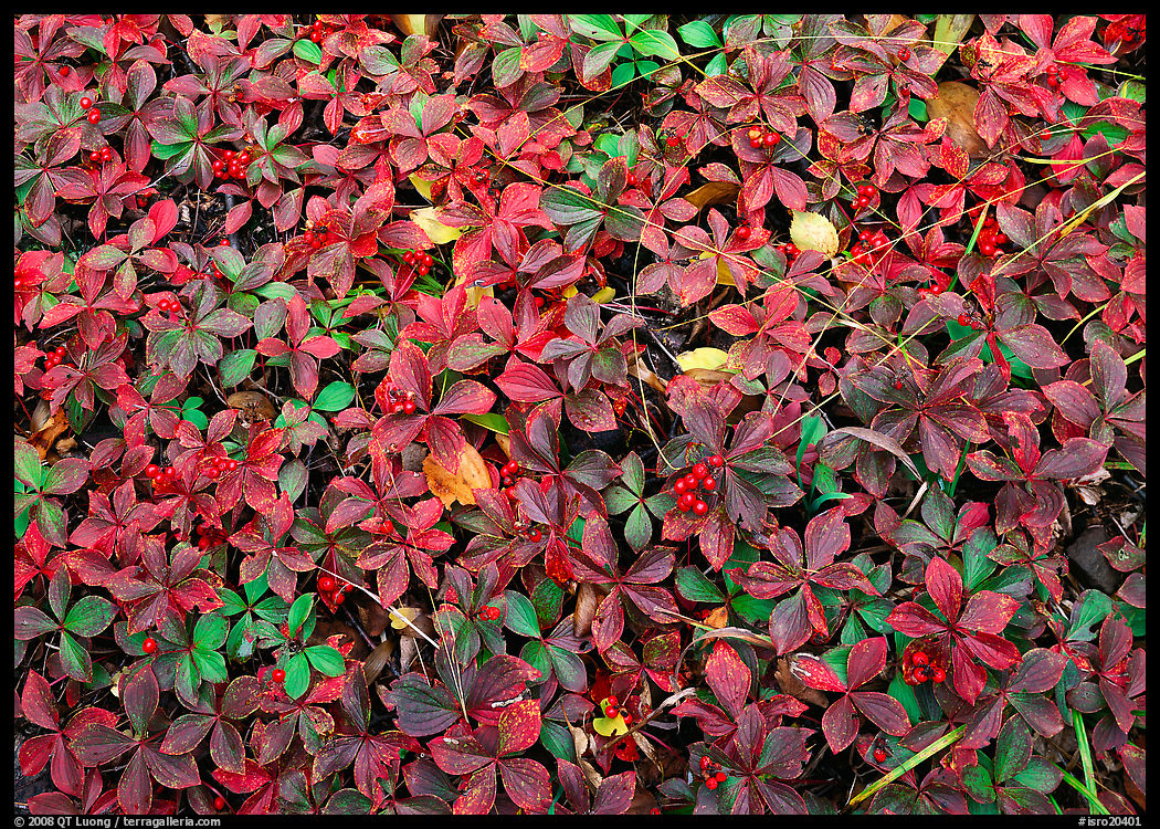 Berry leaves on forest floor in autumn. Isle Royale National Park, Michigan, USA.