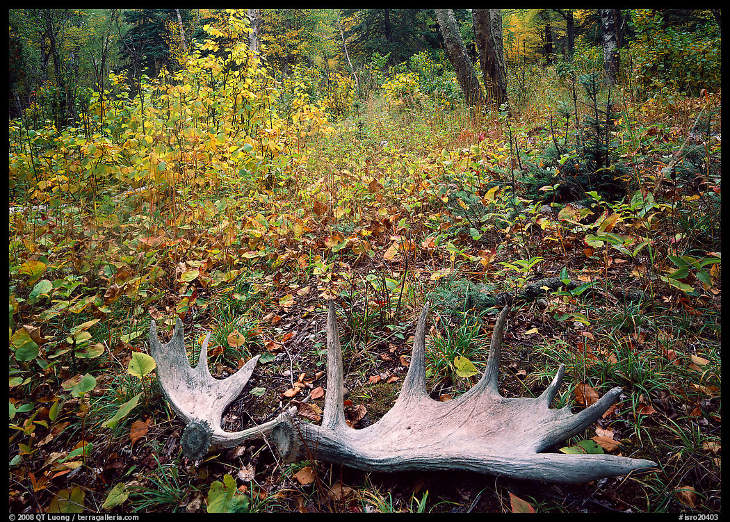 Fallen moose antlers in autumn forest. Isle Royale National Park, Michigan, USA.