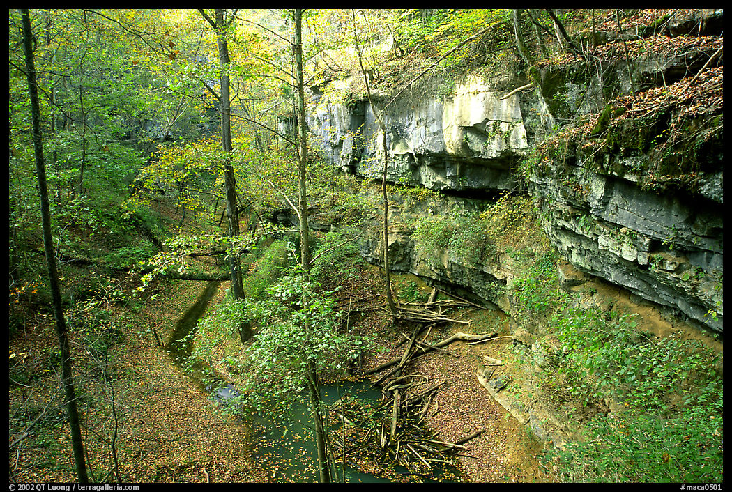 Trees and limestome cliffs in the fall. Mammoth Cave National Park, Kentucky, USA.