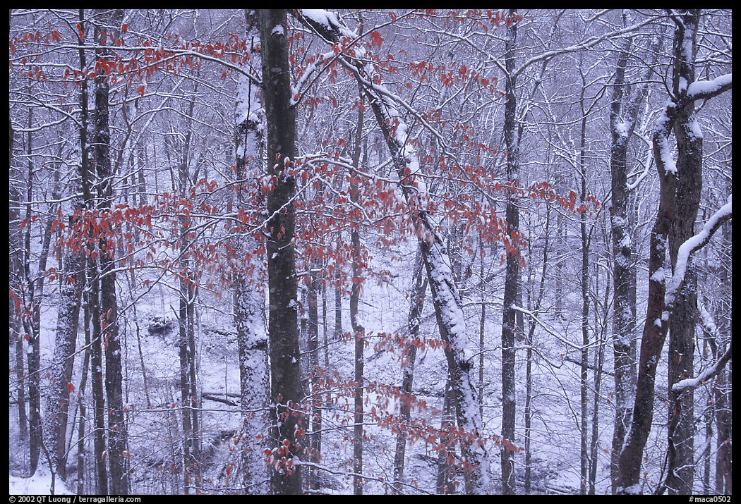 Trees in winter with snow and old leaves. Mammoth Cave National Park, Kentucky, USA.