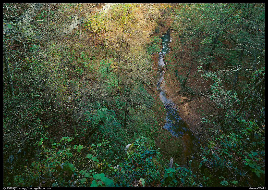Forest in karstic depression. Mammoth Cave National Park, Kentucky, USA.