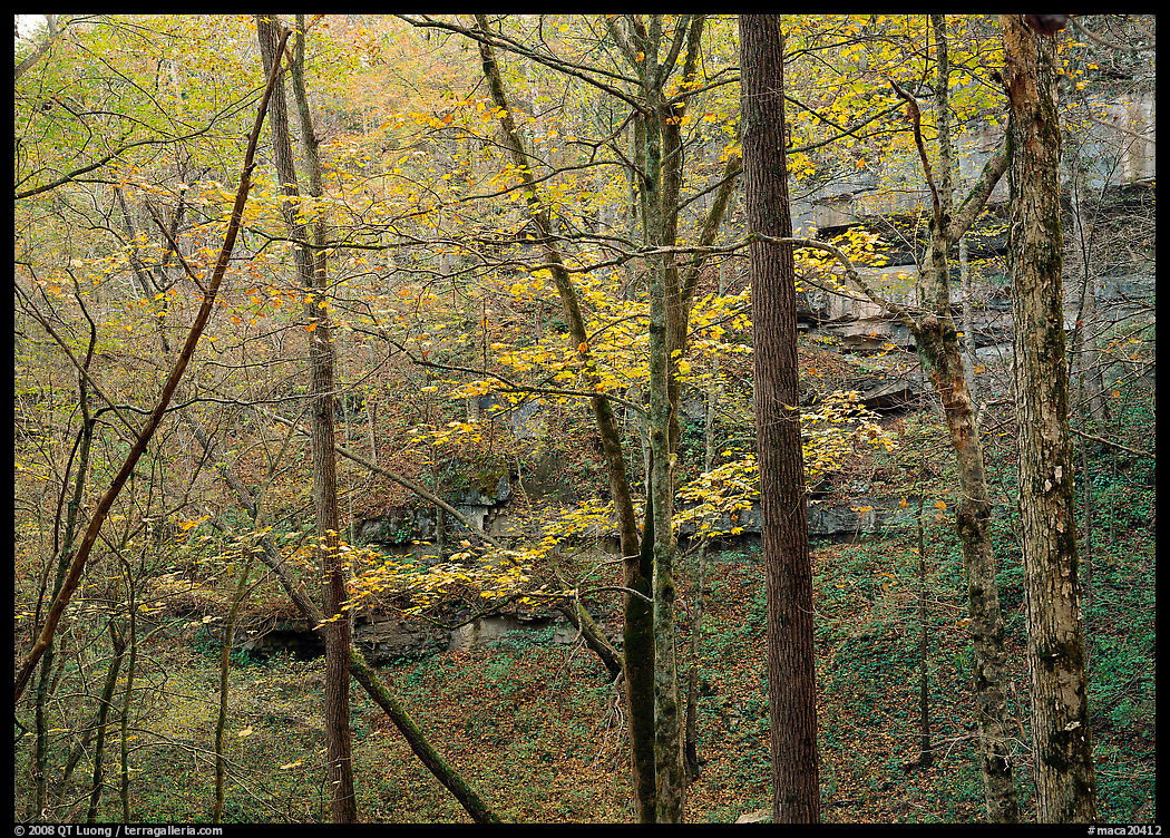 Trees and limestome cliffs in autumn. Mammoth Cave National Park, Kentucky, USA.