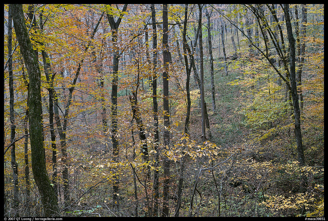 Forest in fall color. Mammoth Cave National Park, Kentucky, USA.